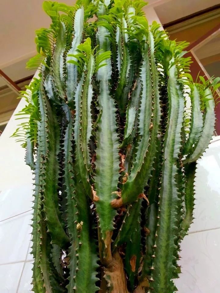 什么花放在家里最好看最实用,放家里风水好又好养的花有哪些