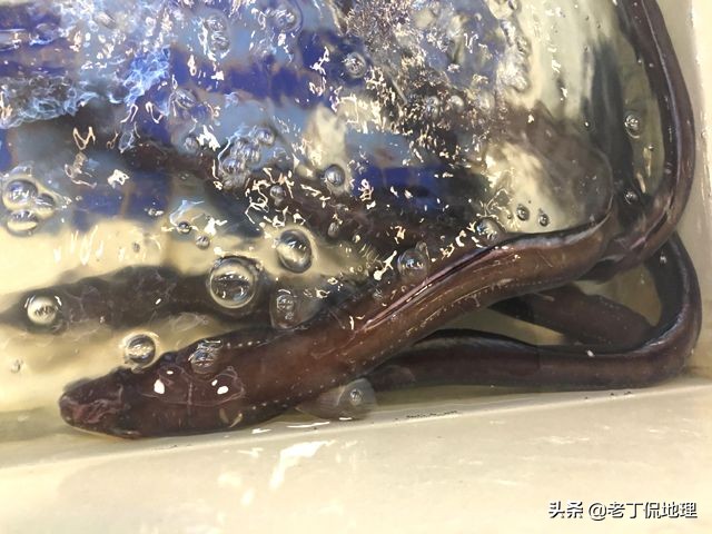 中国海鲜地图,中国海鲜最多地区