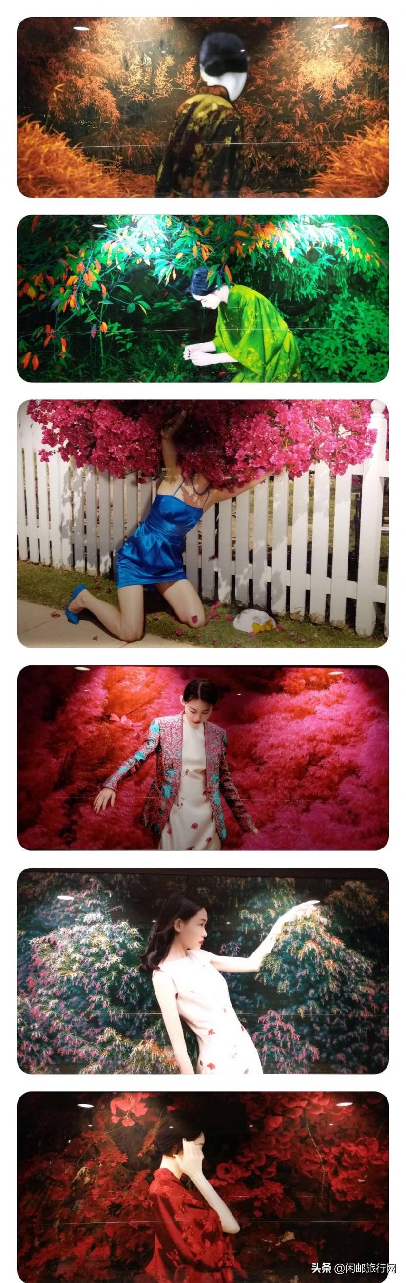 流光溢彩海洋光谱号日本之旅