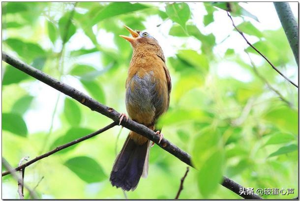 画眉鸟的眼睛怎样养好看图片,眉清目秀怎么养的