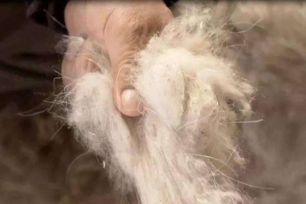 黑色羊绒受追捧？市面羊绒制品黑色是最次的，很多都是杂毛染的