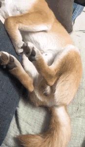 这两位大哥真牛，不知这树还能让他们爽多久