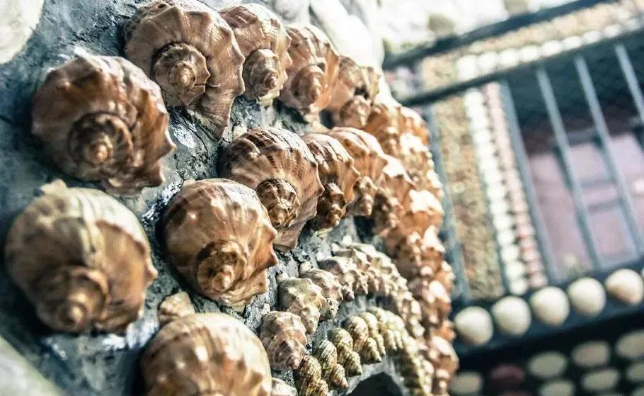 山东大爷捡100万贝壳造楼完整版,山东大爷拿起1000万金砖视频