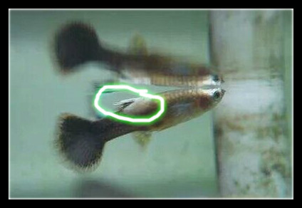 饲养的孔雀鱼摇头晃脑时，就要注意了，可能是感染的水霉病！