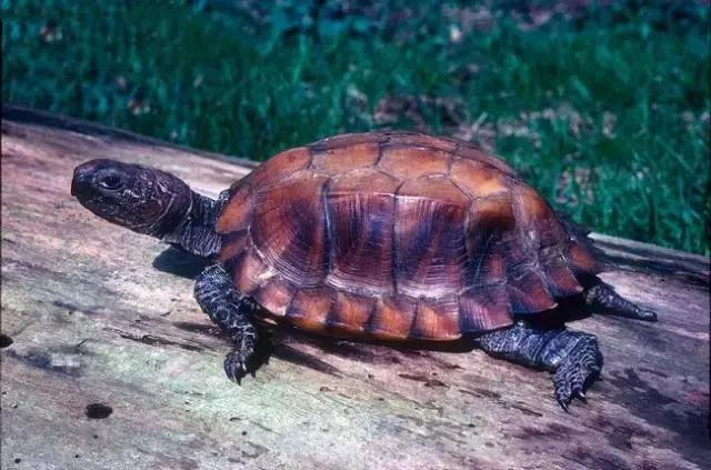 八角灵龟是不是保护动物,锯缘龟八角灵龟