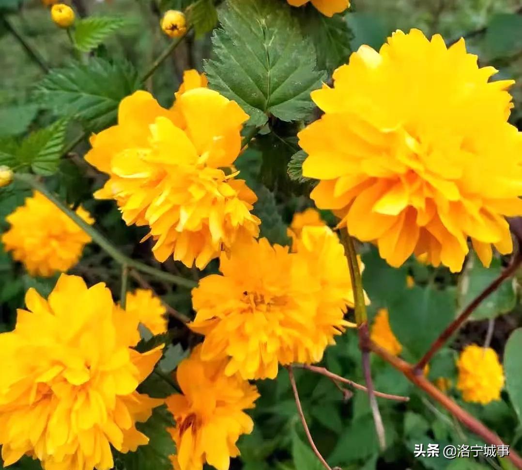 洛阳洛宁张便玲——清明游洛宁滨河公园