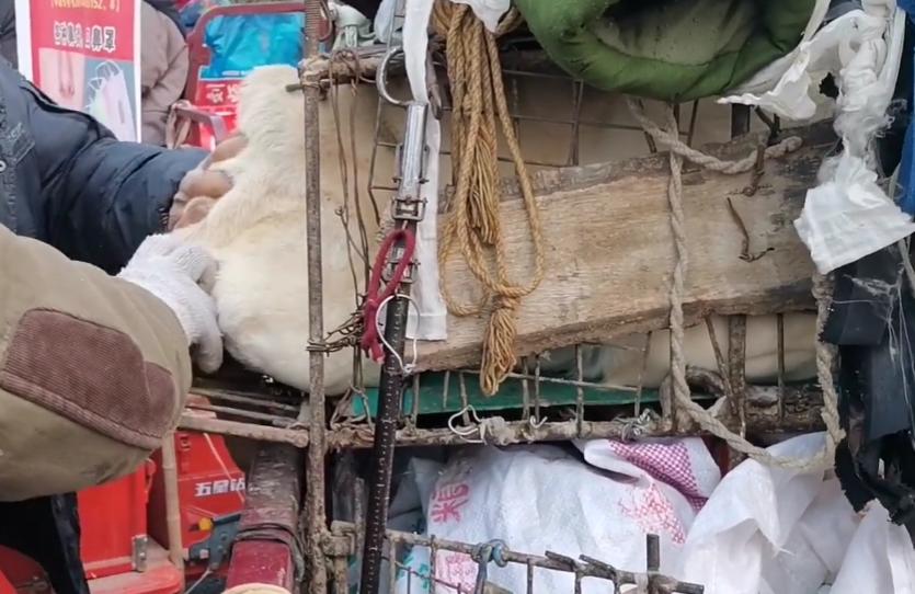 拉布拉多幼犬被扔到了狗肉馆,肉狗拉布拉多