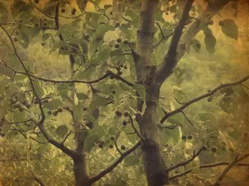 机器铃砍菜刀原版视频,机器铃砍菜刀啥意思