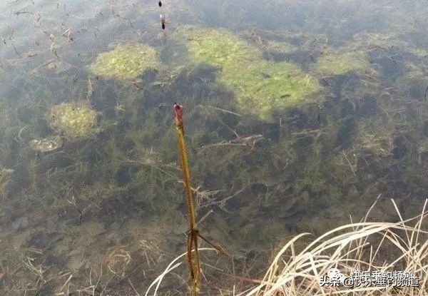 野钓玉米正确的挂钩方法技巧,野钓挂钩怎么处理