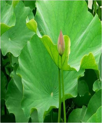 水草常见问题,常见鱼缸水草