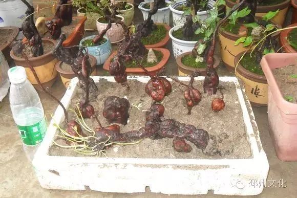 张德彦首乌盆景艺术欣赏：意在所乐，情在完美（作者张士伦）