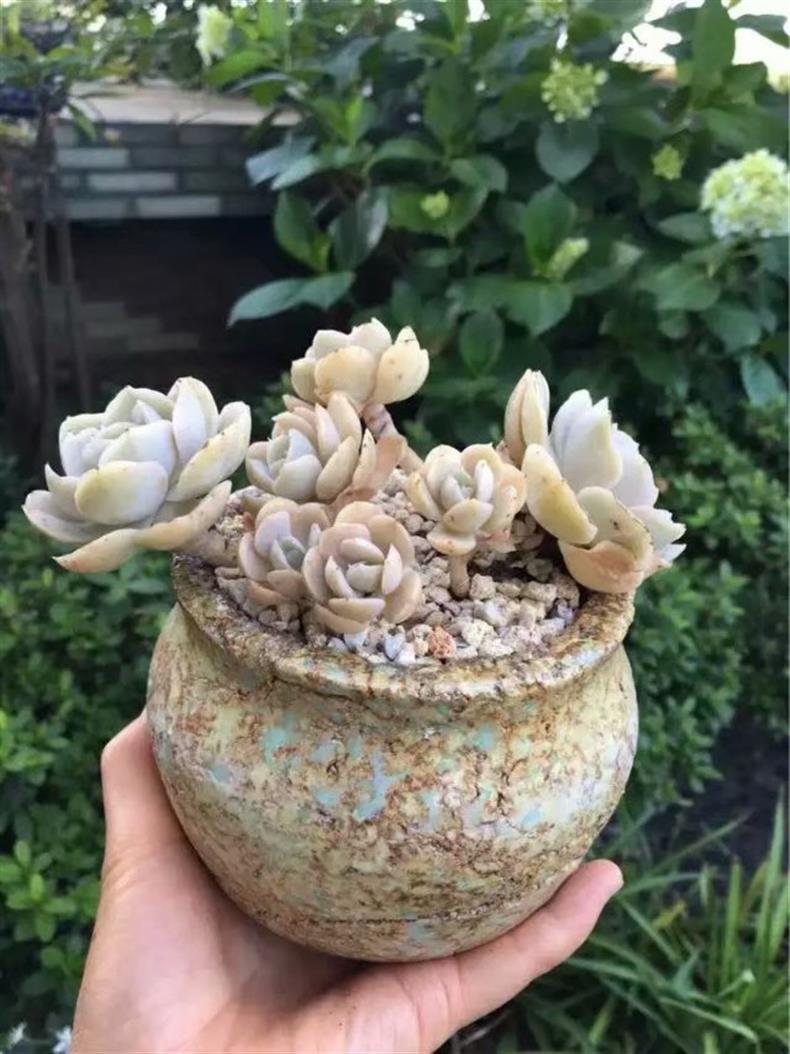 多肉叶插苗怎么养成老桩,多肉叶插小苗怎么带大