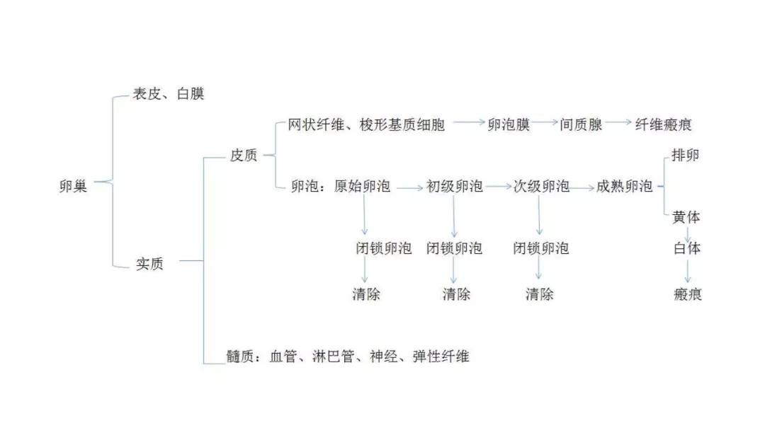 卵巢原发肿瘤的分析思路