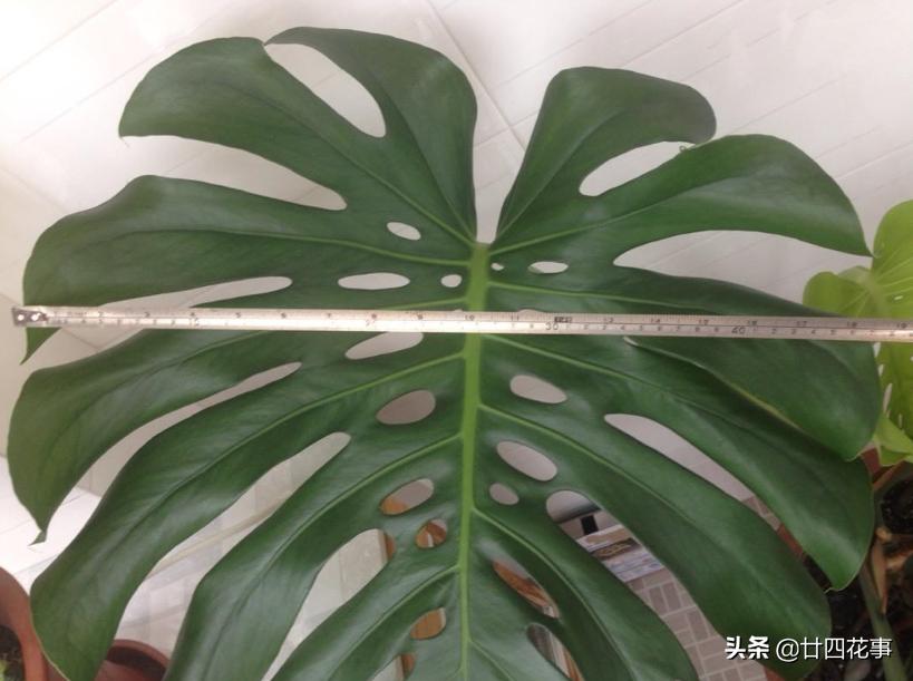 怎样让龟背竹叶子又大又肥,龟背竹怎么补充营养