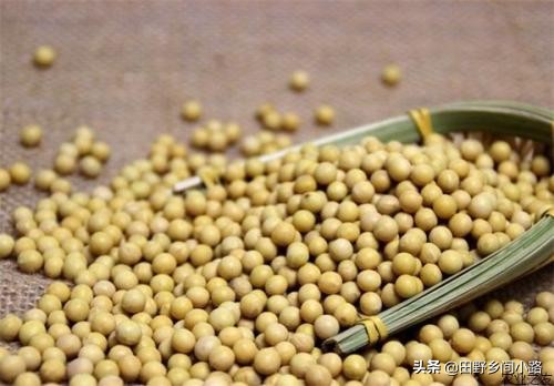 黄豆种子的种植方法和注意事项,黄豆适合什么样的气候来种植呢