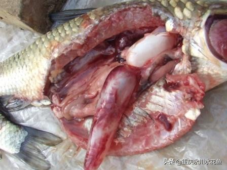 鱼类越冬综合征怎么处理,鱼类暴发性出血病最佳治疗方法