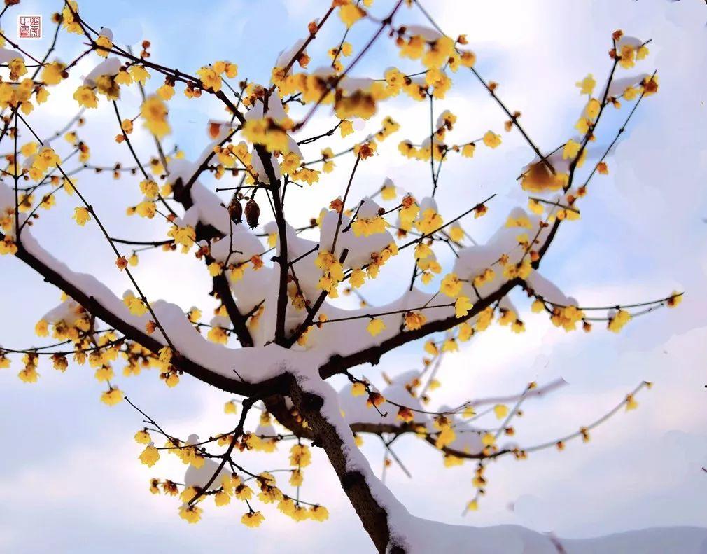 梅花跟什么一起种合适,梅花和哪两种花被称为岁寒三友
