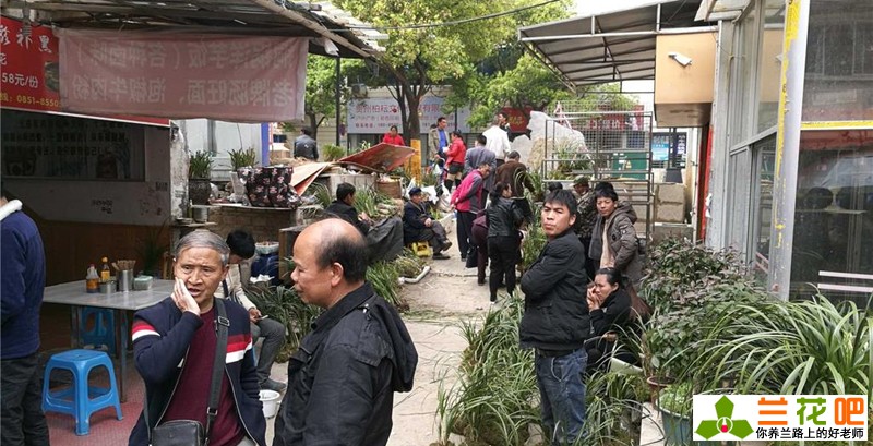 现在兰花有特别贵的吗,兰花各种种类的价格