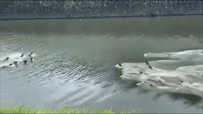 两水獭家族打群架,两个水獭家族之间的战争完整版