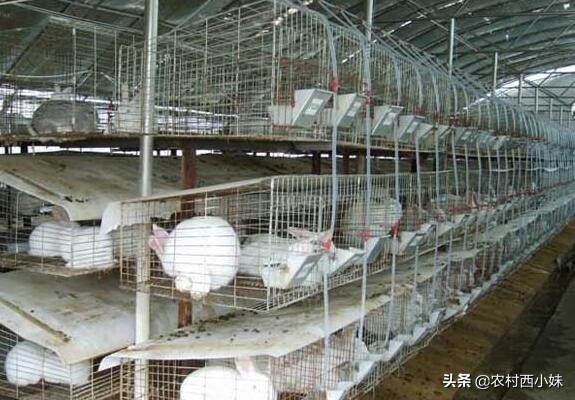 肉兔怎么养才能长得快,肉兔怎么养才能养得好