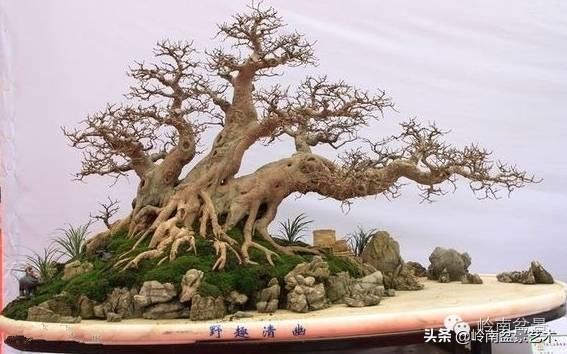 榆树盆景何时修剪最好,盆景怎样修剪最好看