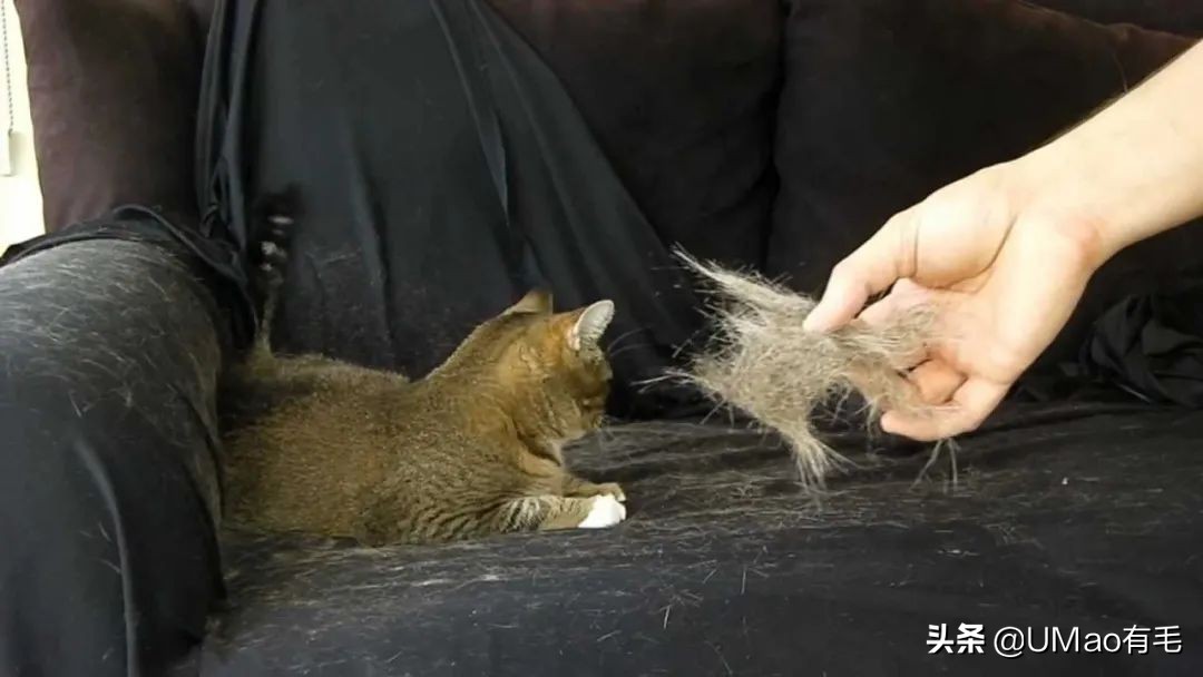 猫咪特别小如何分辨它是不是矮脚,什么小猫咪又乖又掉毛少