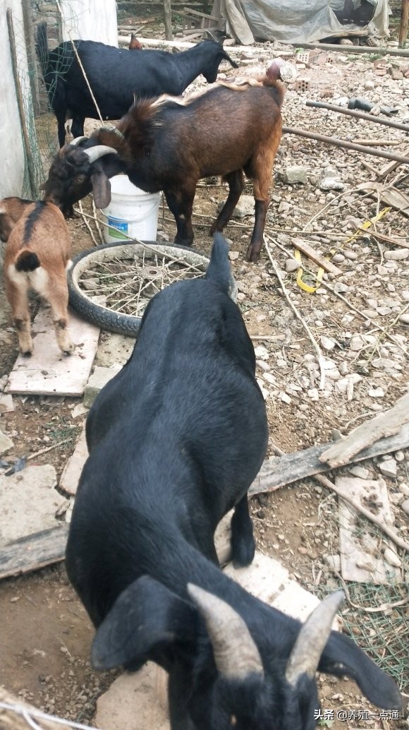 90后养羊专业户,最赚钱的养羊模式