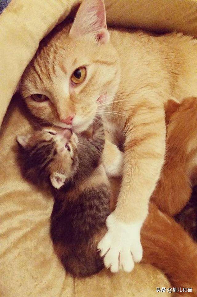 母猫产后便秘咋治,母猫产后便秘怎么办