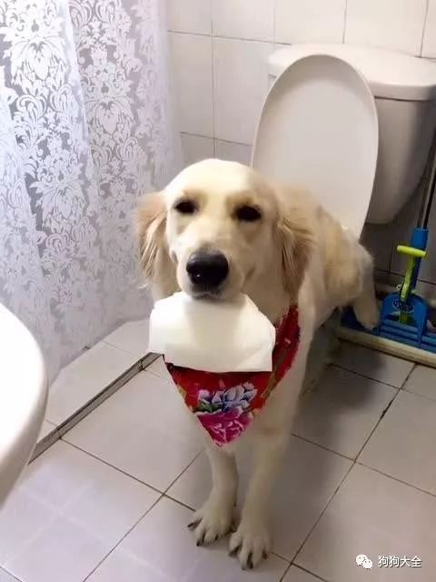 多大训练狗狗不乱拉屎乱拉尿,怎么训练狗狗去厕所拉屎拉尿呢