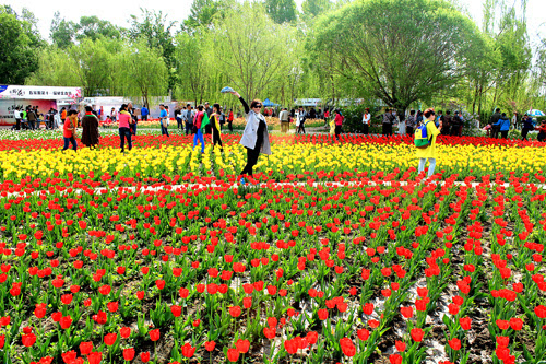 今年五家渠郁金香节开吗,五家渠郁金香节门票政策