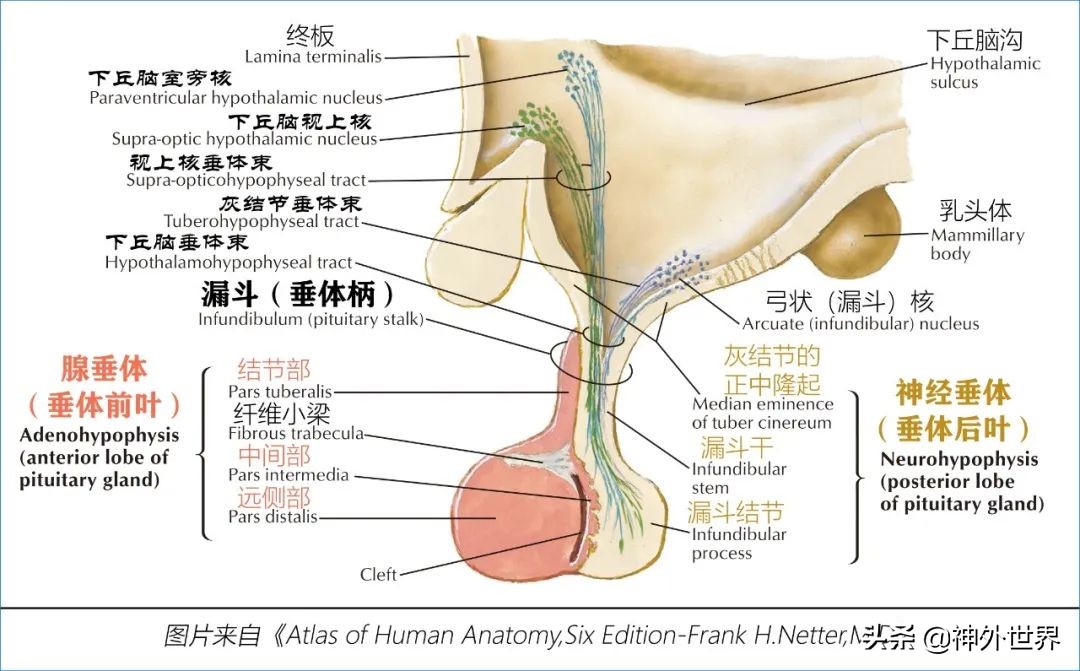 鞍区解剖学习笔记之——垂体