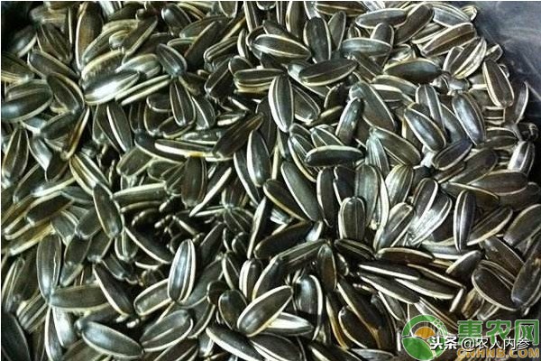 葵花籽最新成交价格本周播报,葵花籽粕价格行情今日报价查询