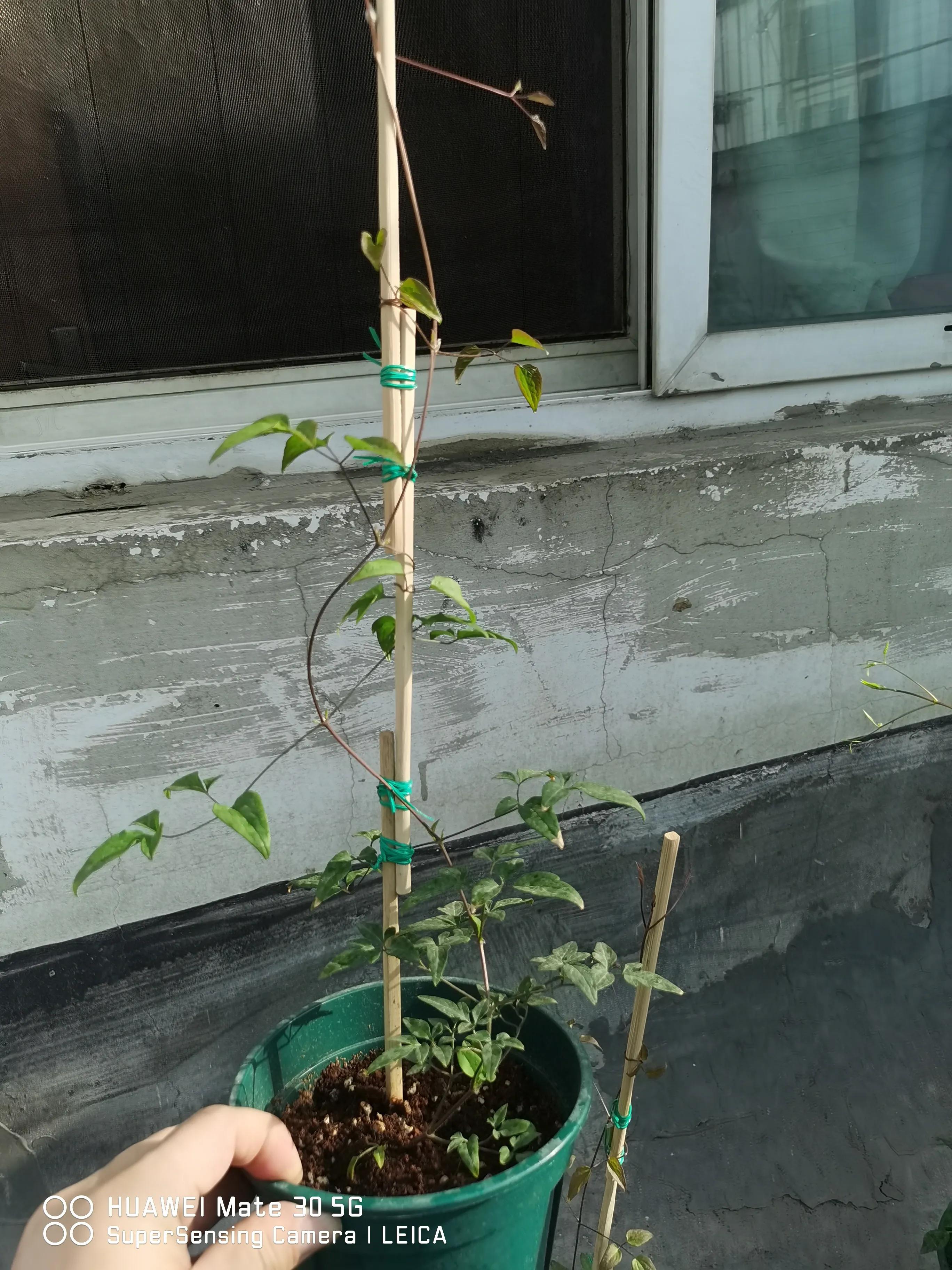 在闲鱼上买花草靠谱吗,闲鱼上买花靠谱