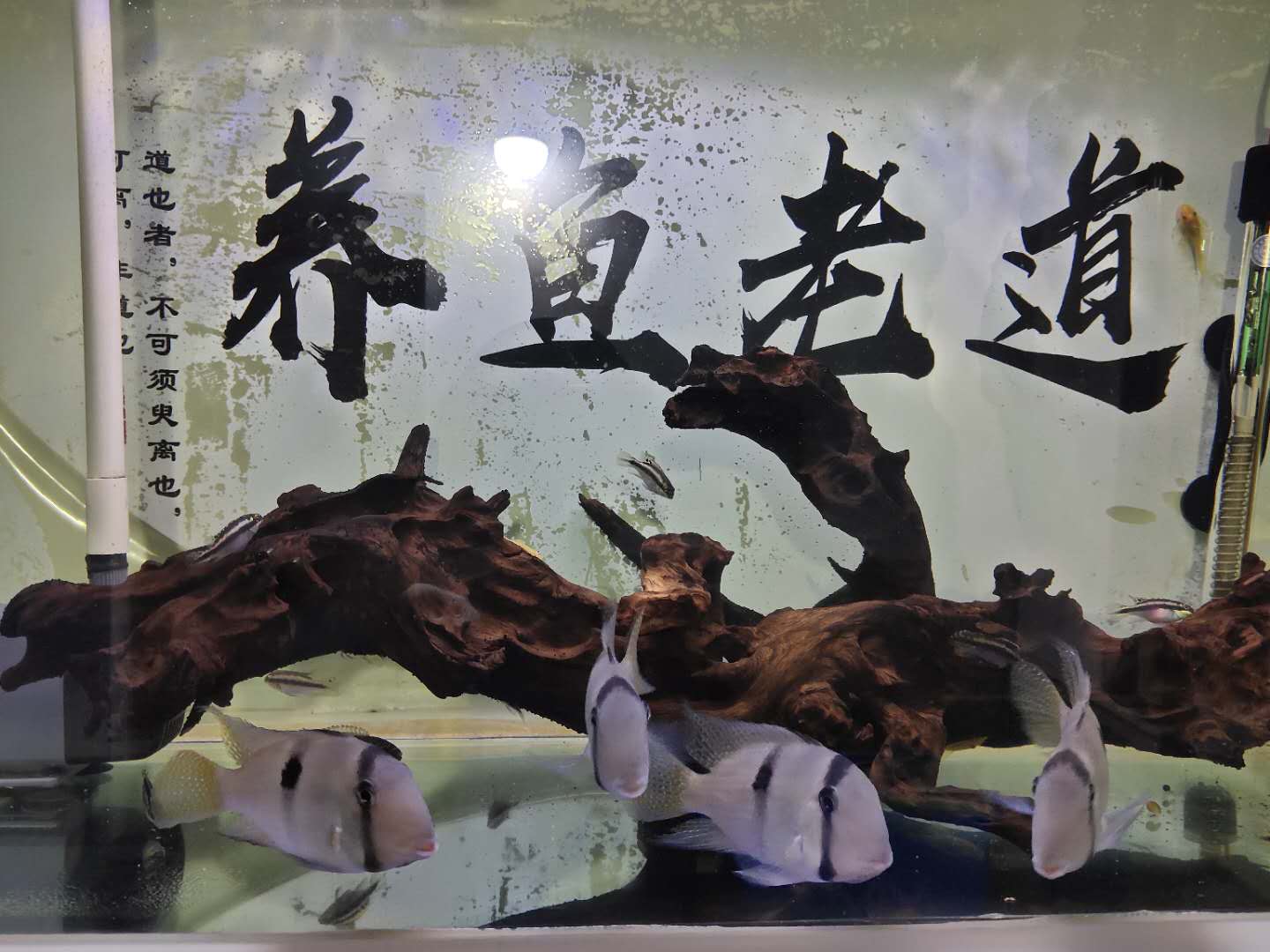 观赏鱼能长期不见鱼吗,观赏鱼直接放缸里会死吗