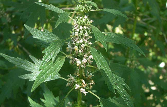 一种特别适合女性种的菜，好吃又防病，女性常吃身体好，早知早好