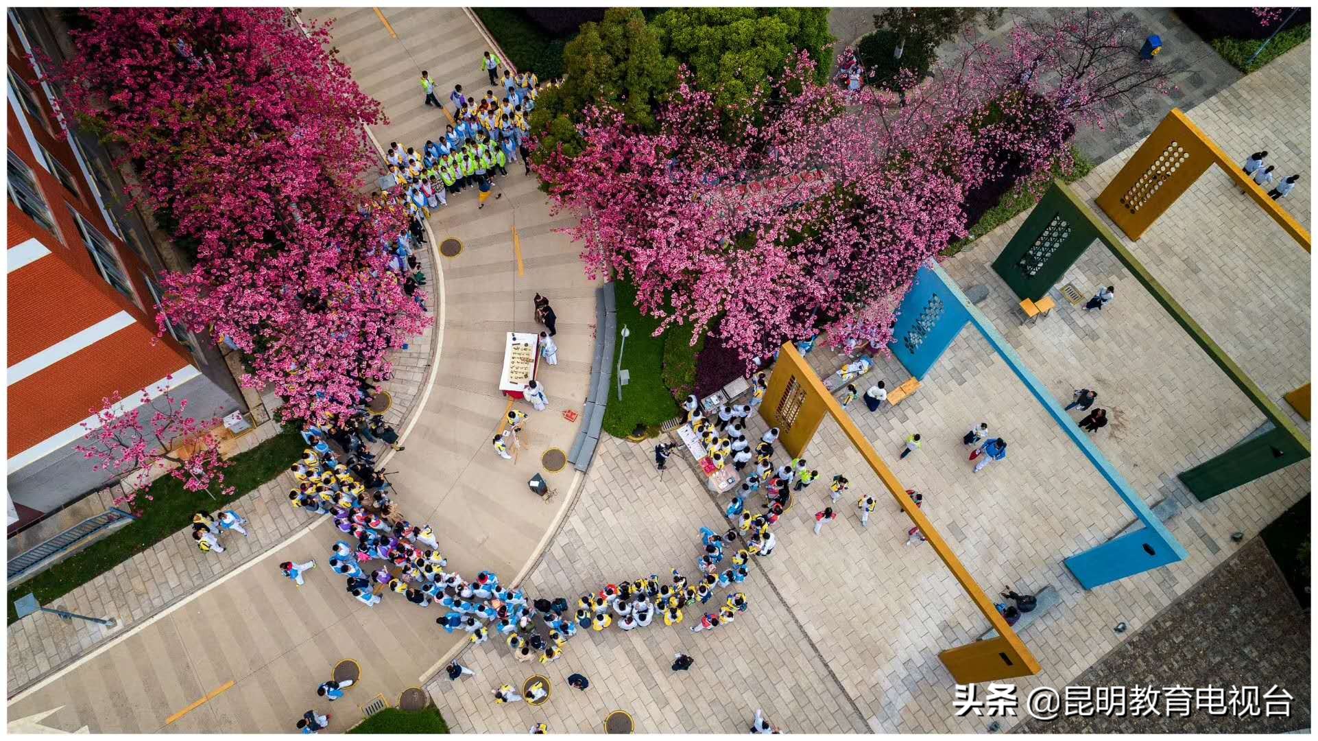 三中“拾”光“樱”为有你——一个师生与樱花的约定