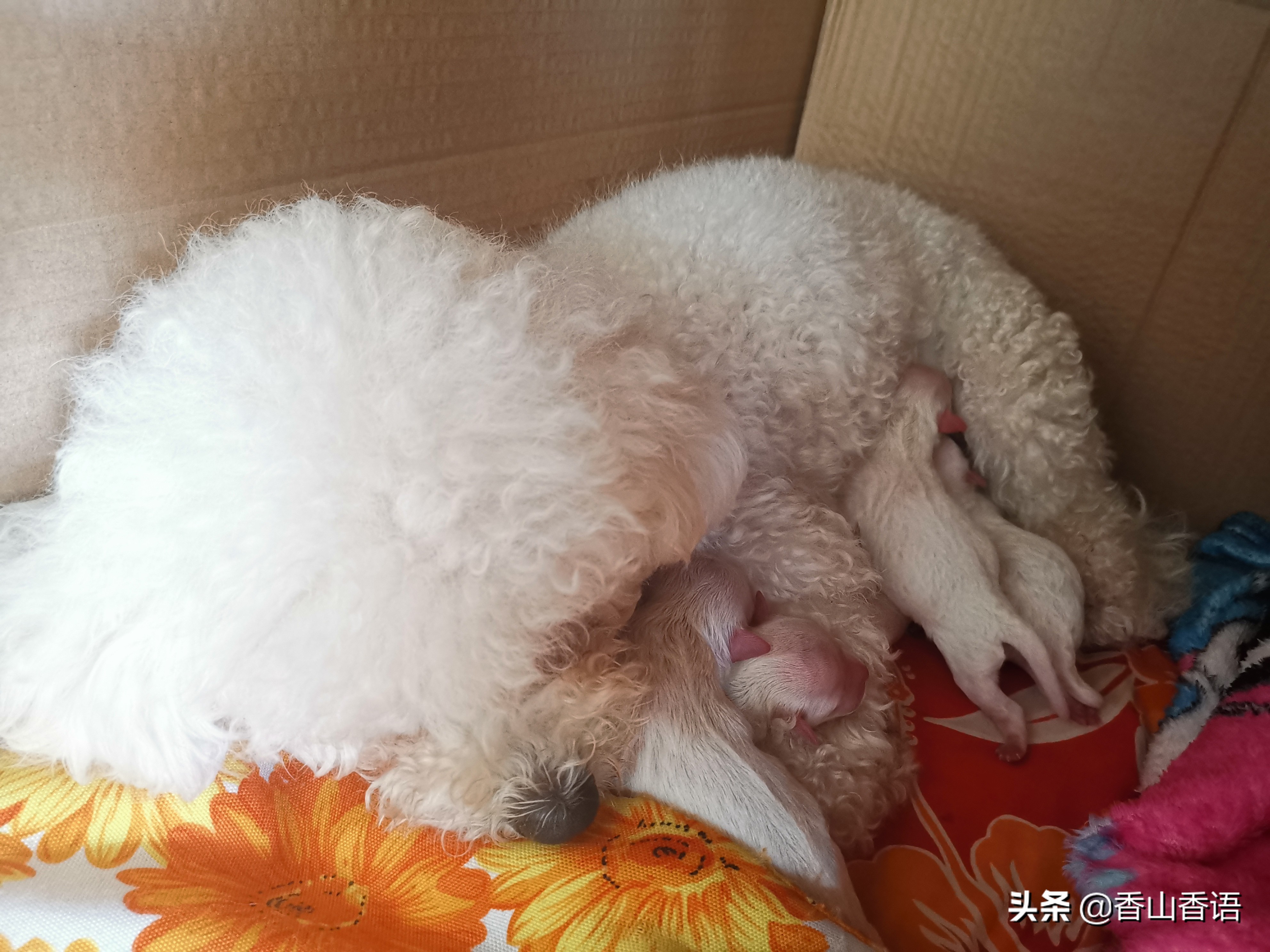 刚出生的小狗护理日记,新生小狗护理注意事项