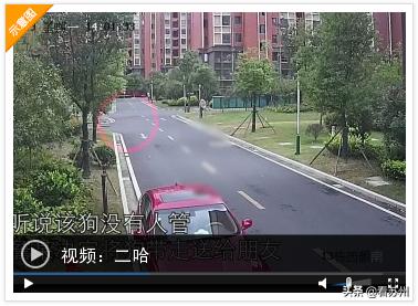 哈士奇被抱走没反抗,两只哈士奇被偷