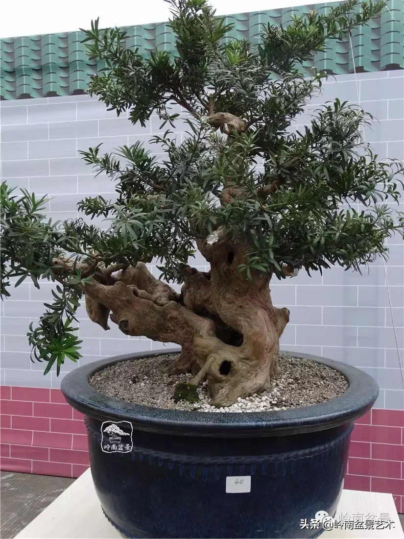 开运招财，非其莫属！清风雅韵，当之无愧！