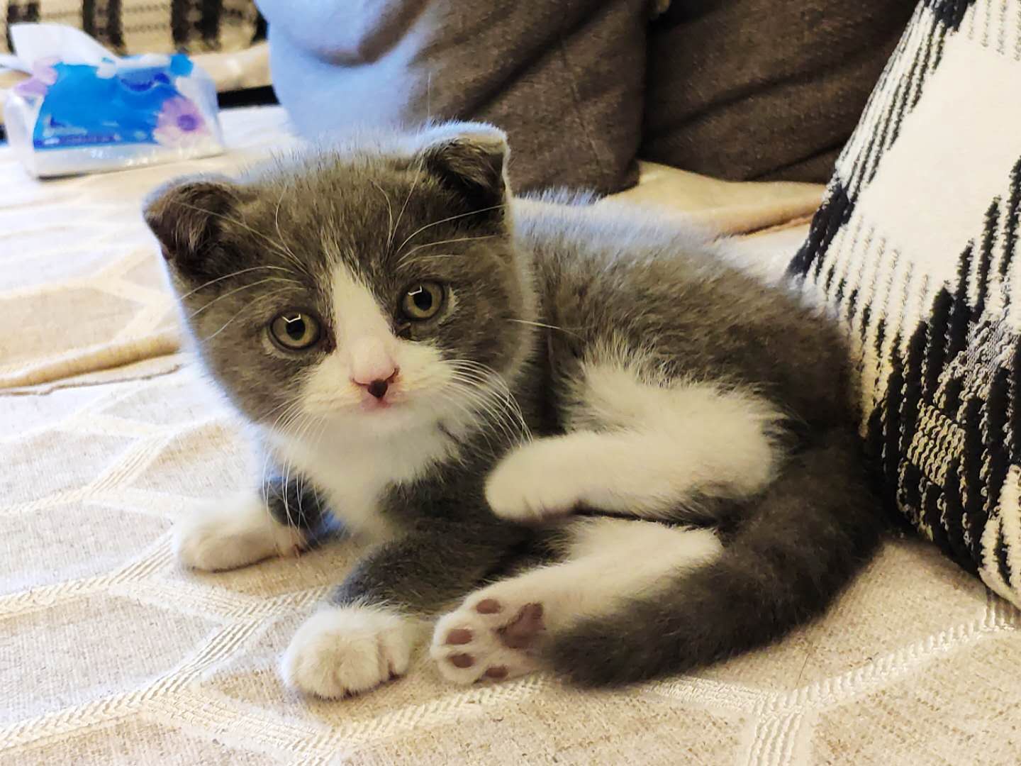 京东618购物排行榜,苹果12京东618