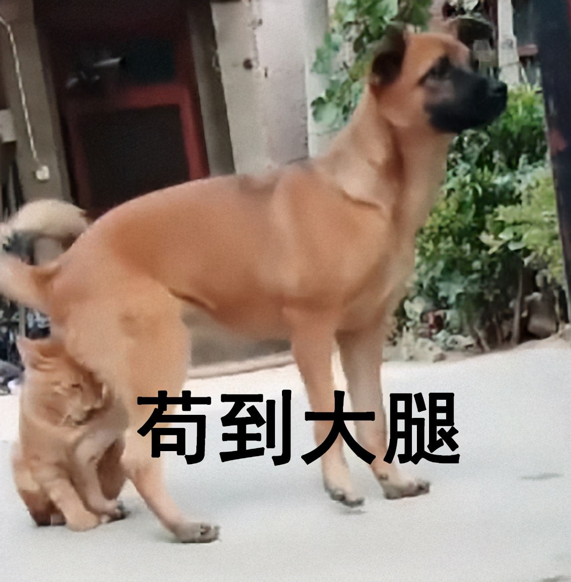 “你太苟了”表情包：做人就是要苟且偷生啦