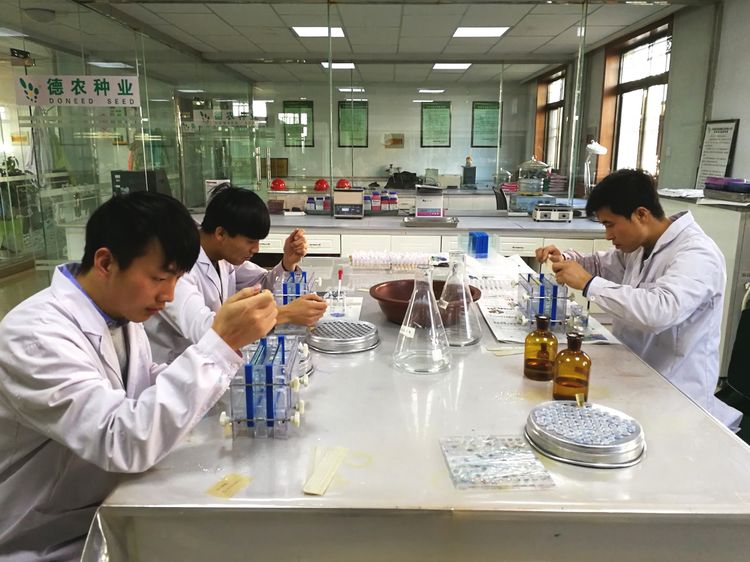 德农种业股份有限公司,德农种业专注种子