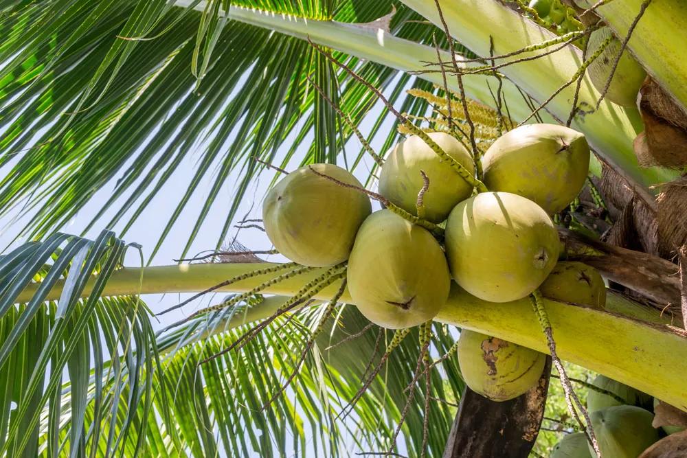 四季应季水果蔬菜,一年四季的时令蔬菜水果