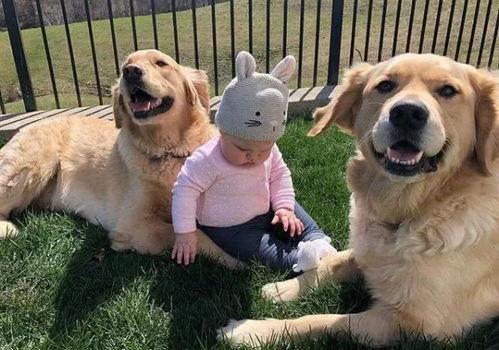 主人收拾两只犯错的狗,主人犯错金毛开启护娃模式