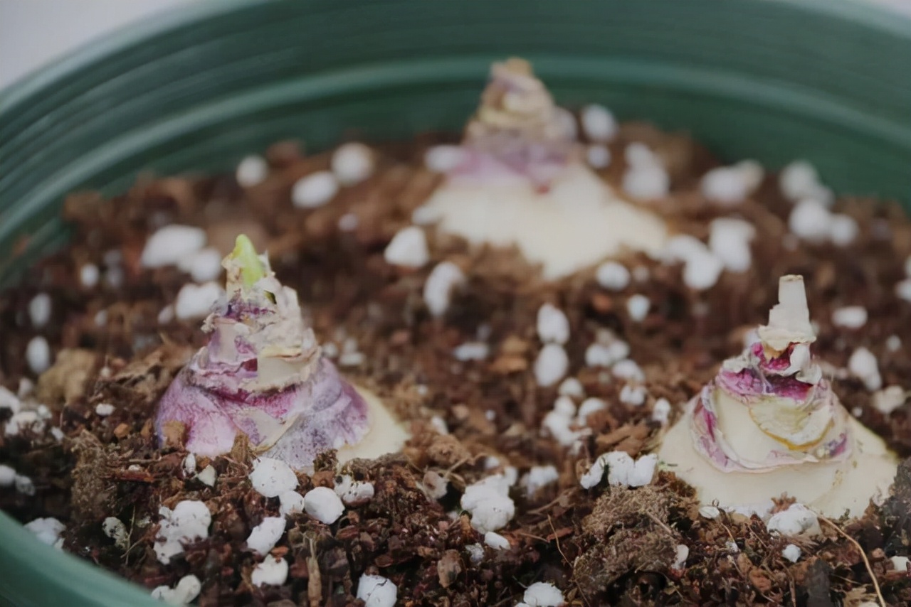 适合四季养殖的水培植物,冬天干旱种什么最好养