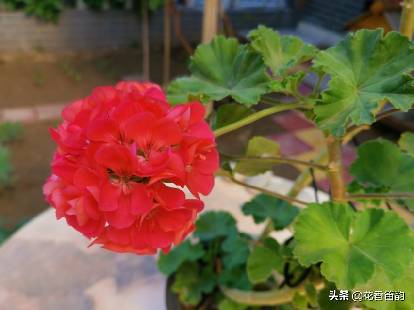 绣球花300字作文,300字散文美文摘抄