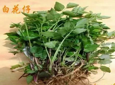 整合——28种青草药,赶快收藏备用!