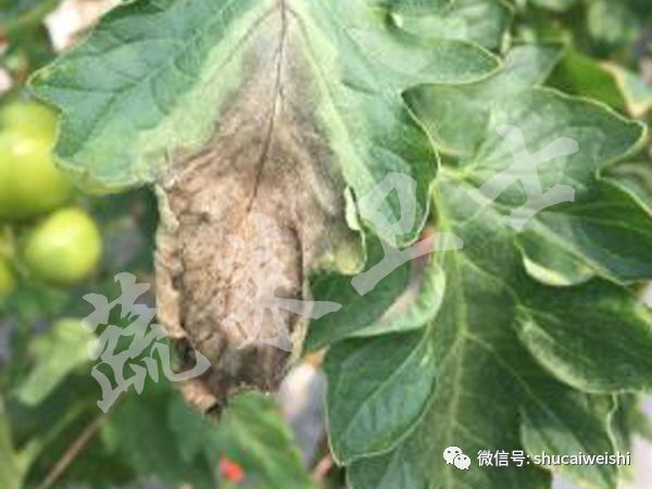 番茄灰霉病高温闷棚需要多少度,番茄灰霉病阴雨天可以打药吗