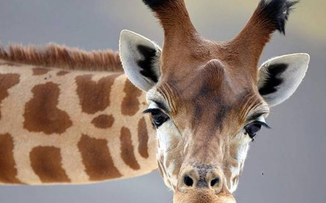 长颈鹿是怎么繁殖的,长颈鹿的繁殖方式是胎生还是卵生