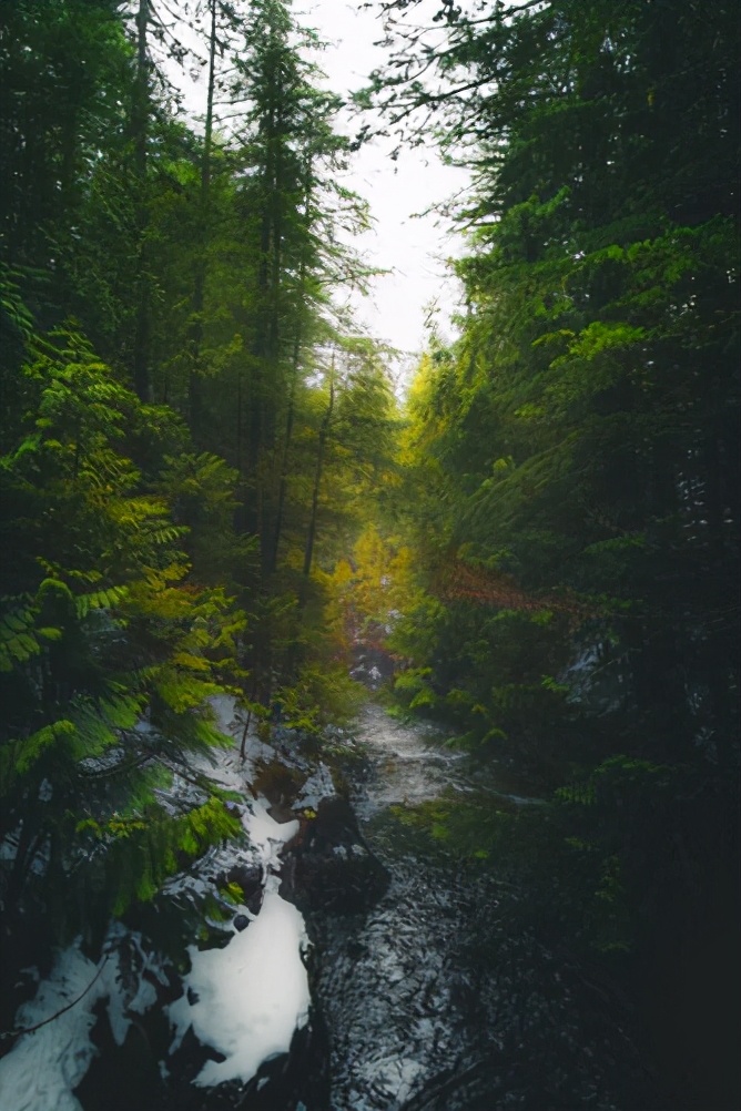 这座像杭州一样多雨的加拿大城市，为何如此被华人偏爱？